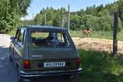 Renault 6 og en Hjort