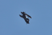 Flydagen Hamar LN-AHN