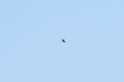 Flydagen Hamar Drone