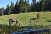 Nå er ikke hester min sterke side, men kan disse være en norsk kaldblodstraver som stammer fra den norske dølahesten. Den er populær i Norge vet jeg