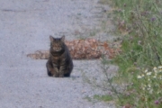 Dette er ikke katten jeg så i sted, det er sikkert