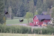 Noen Kråker fyker forbi også