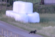 Men det er nok bare en katte med stort hode