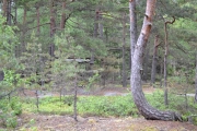 Noen har bygd hytte i trærne
