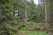 Enda et mystisk tre