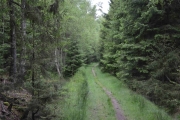 Flotte stier som går langt inn i skogen