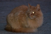 Dyrebilde, jeg vet. Men dette er en av kattene i huset som tok en røyk med meg på baksiden av huset