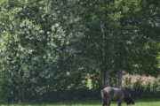 I bilen på tur hjemover ble det et bilde, kun av en hest