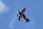 Fantastisk flott fly og hvordan den er malt fasinerer meg