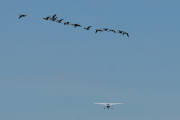 Kjeller flyplass LN-NFA