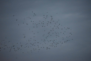 En stor flokk med fugler flyr over meg