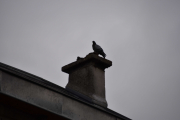 Gamle hus, gamle piper