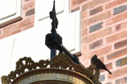 Akkurat, en fugl som jeg tror er en spurv