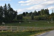 Noen kuer eller okser passeres også på veien