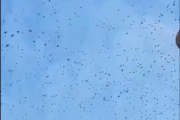 Her blir faktisk hele himmelen fylt med fugler, hvordan fugler kan dette være?