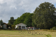 En stærflokk tar av fra åkeren bak oss og jeg følger den litt