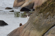 Så jeg gjetter en Strandsnipe, kanskje jeg tar feil, men nå må jeg videre