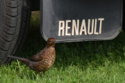 Så her blir det Renault og en Svarttrost hunn