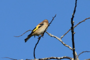 Men her er det en annen fugl også, litt gule vinger ser jeg