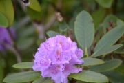 Ikke sant? Skal gjøre det samme som Knut. Ta et fint bilde av en blomst og en Humle. Humla er øverst til venstre