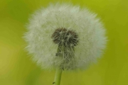 Knuts bilde av en blomst. Eller skal vi si plante?