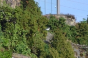 Og jaggu gjemte det seg en fugl i luften midt i bilde