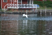 Jeg tar kun to bilder, men har du hørt lyden av noen Svaner som tar av fra bukta?