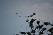 Ny fugl høyt der oppe i treet