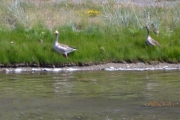Der ser vi hodet til noen av ungene