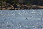 Solen glitrer så fint i sjøen, dette kaller vi sommer