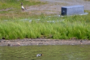 Grågås i bakgrunnen og en Albatross i forgrunnen. Bare tulla -Knut!