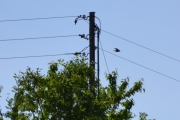En til, men den er bare i farta