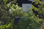 Selvfølgelig en Kråke, og nå føler jeg at jeg ikke skal ta så mange bilder til av Kråka