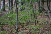 Ny fugl i Bøkeskogen, klarer jeg denne da?