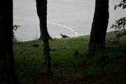 Ny fugl men nå er vi helt i ytterkant av Bøkeskogen