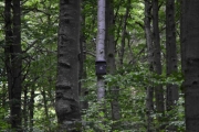 Midt i Bøkeskogen finner jeg noen kasser som er satt opp i en åpning