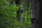 Da er det sikkert Flaggermus i Bøkeskogen