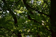 Hallo! Lysforholdene her nede i Bøkeskogen holder ikke til mitt kamera. Jeg gjør mitt beste så håper jeg på Knut