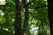 Vet ikke, kanskje jeg bare prøver og vise skogen