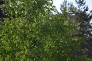 Dette blir siste bilde nå fra Bøkeskogen, hva ser vi her?