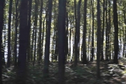 Da gikk jeg og Knut dypt inne i denne skogen og knipset bilder av alt vi så der inne