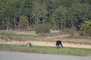 Noen hester står i mellom oss og Svanesjøen