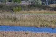 Vi ser to stykker men de er for langt unna, her også må vi vente på Knuts bilder