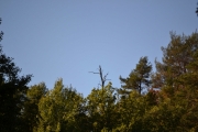 Noen ganger ser man en spennende tretopp