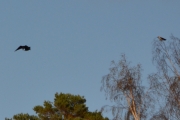 Mens vi venter på at deigen skal heves går jeg rundt og tar noen bilder