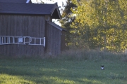 Mens vi venter på at steinplaten skal bli varm registrerer vi en katt