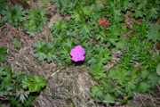 Mens jeg nærmer meg først Botanisk hage, dette var en fin blomst langs sandkanten
