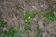 Flere blomster er til syne