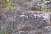 Håper Knut ser den også og tar noen bilder