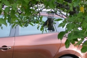 Av Renault og dyr, eller Renault og fugler eller skal vi heller si - Renault og andre ting?